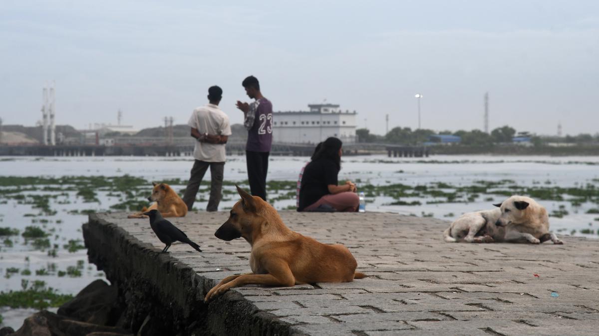 A photo of a relaxed promenade. In the foreground, several free-living dogs rest alongside a crow. In the background, people sit or stand casually, paying little attention to the dogs.