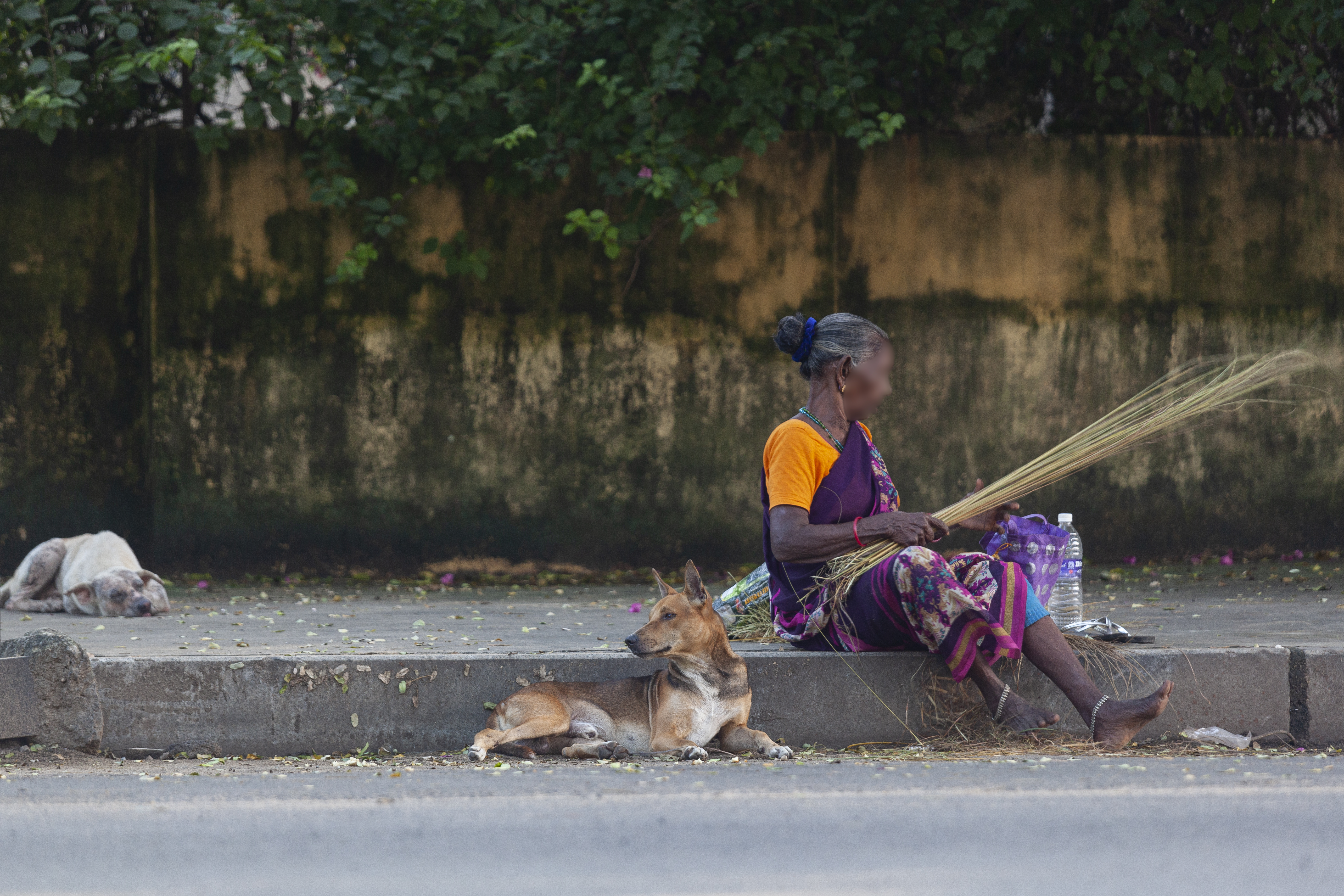 Street dogs of India © Eshita Prasanna/Tailshots