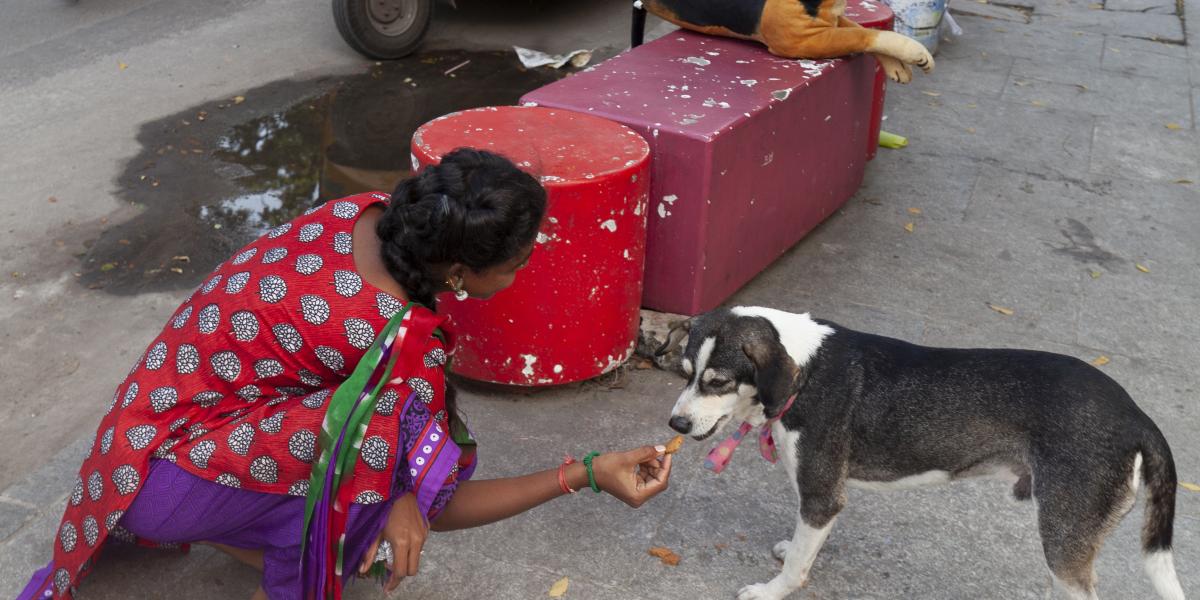 Street dogs in India, © Eshita Prasanna/Tailshots