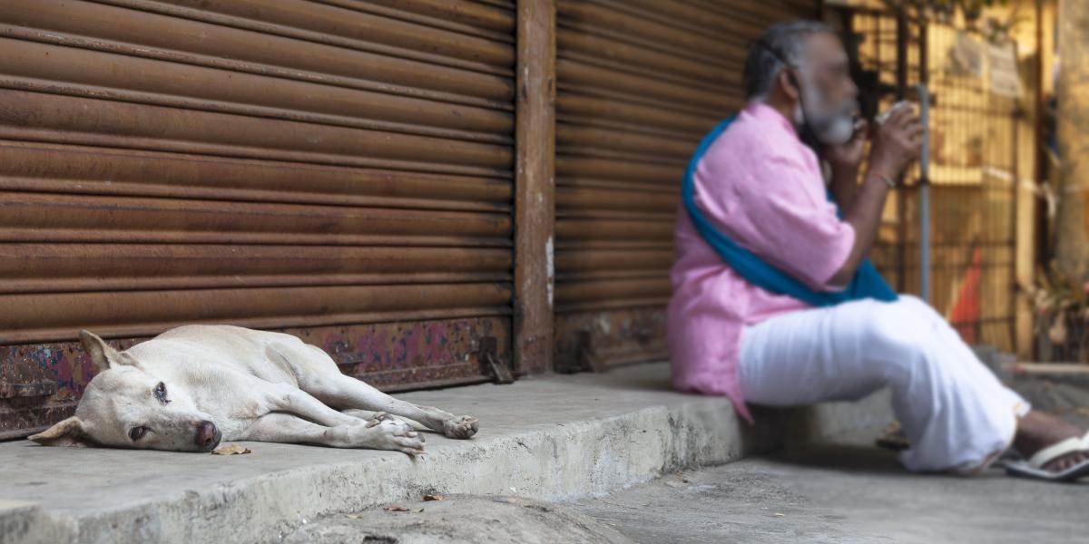 Street dogs in India, © Eshita Prasanna/Tailshots